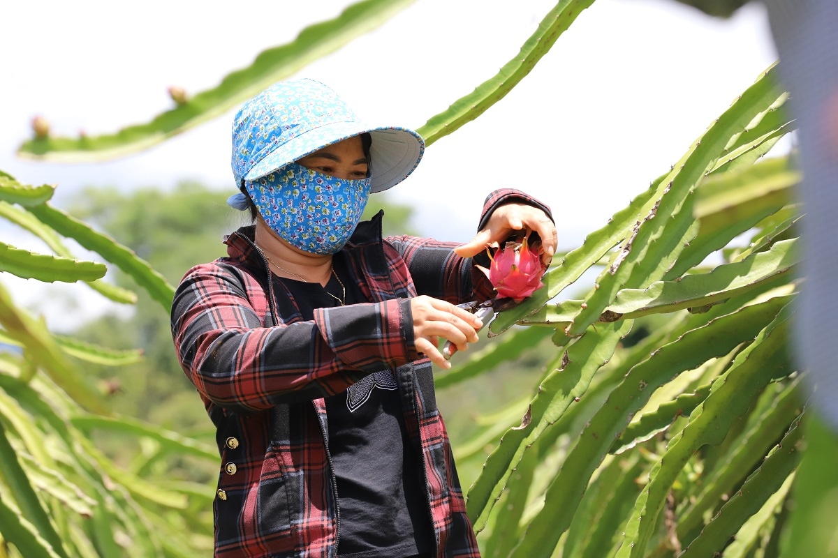 Hỗ trợ sinh kế, tạo động lực thoát nghèo nơi vùng cao Sơn La