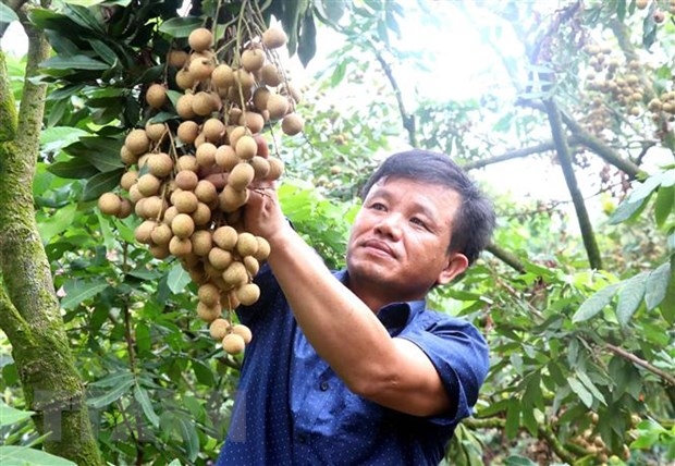 Hưng Yên: Tour trải nghiệm vườn nhãn hấp dẫn nhiều du khách