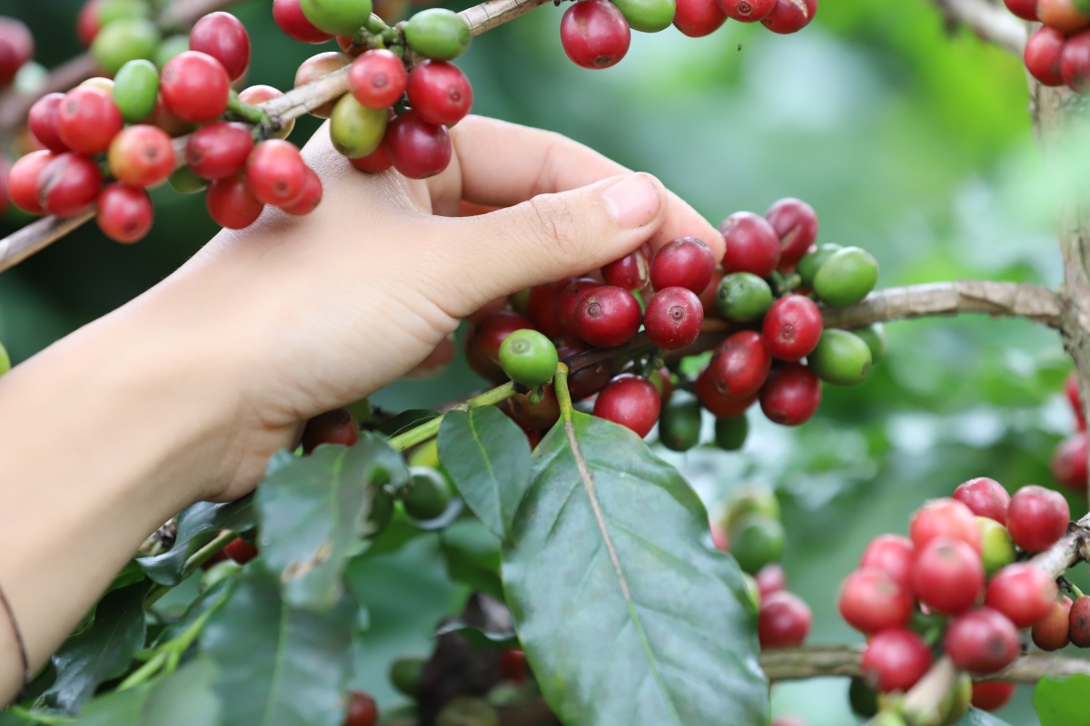 Giá cà phê hôm nay 6/7: Cà phê Robusta và Arabica cùng tăng