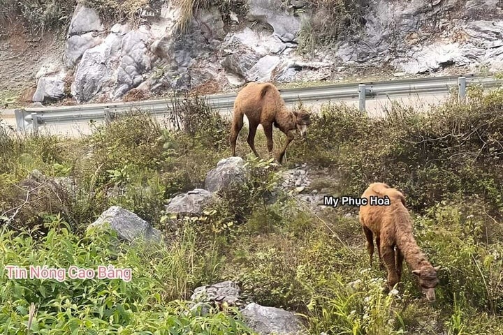 Xôn xao hình ảnh 2 con lạc đà xuất hiện ở Cao Bằng