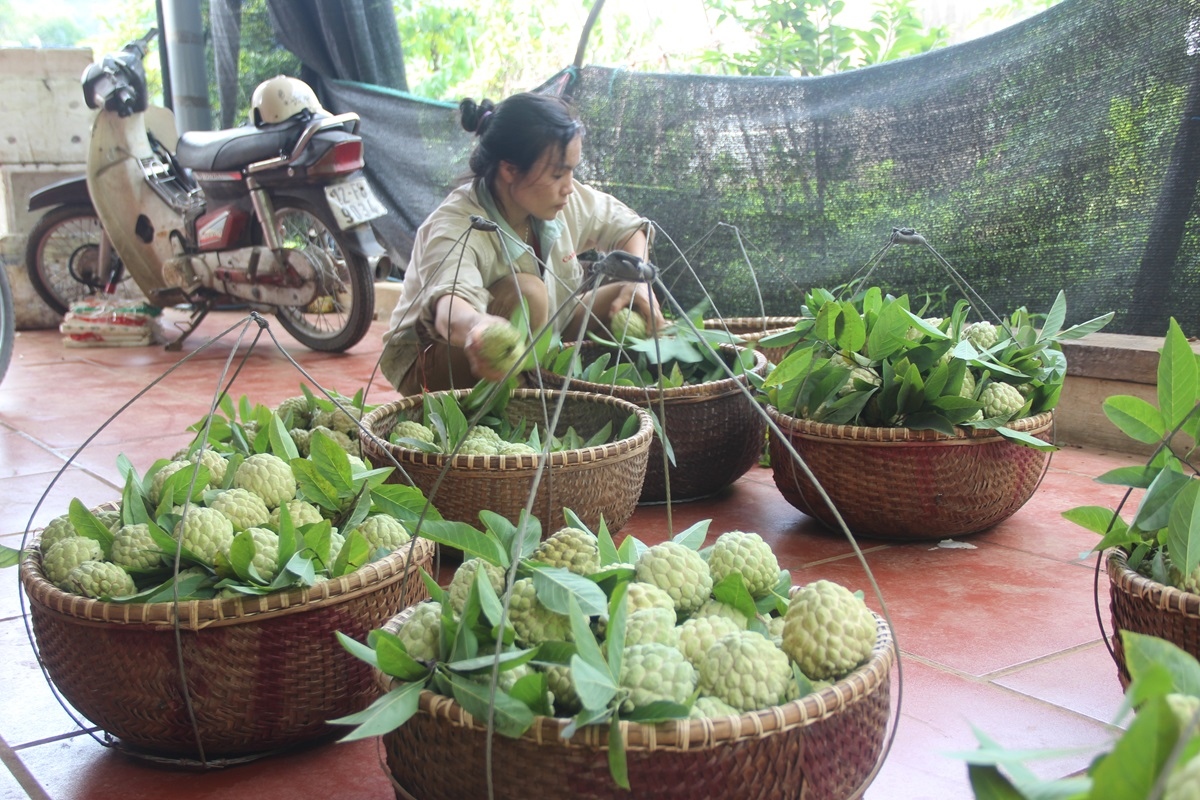 Lạng Sơn tập trung phát triển na trái vụ