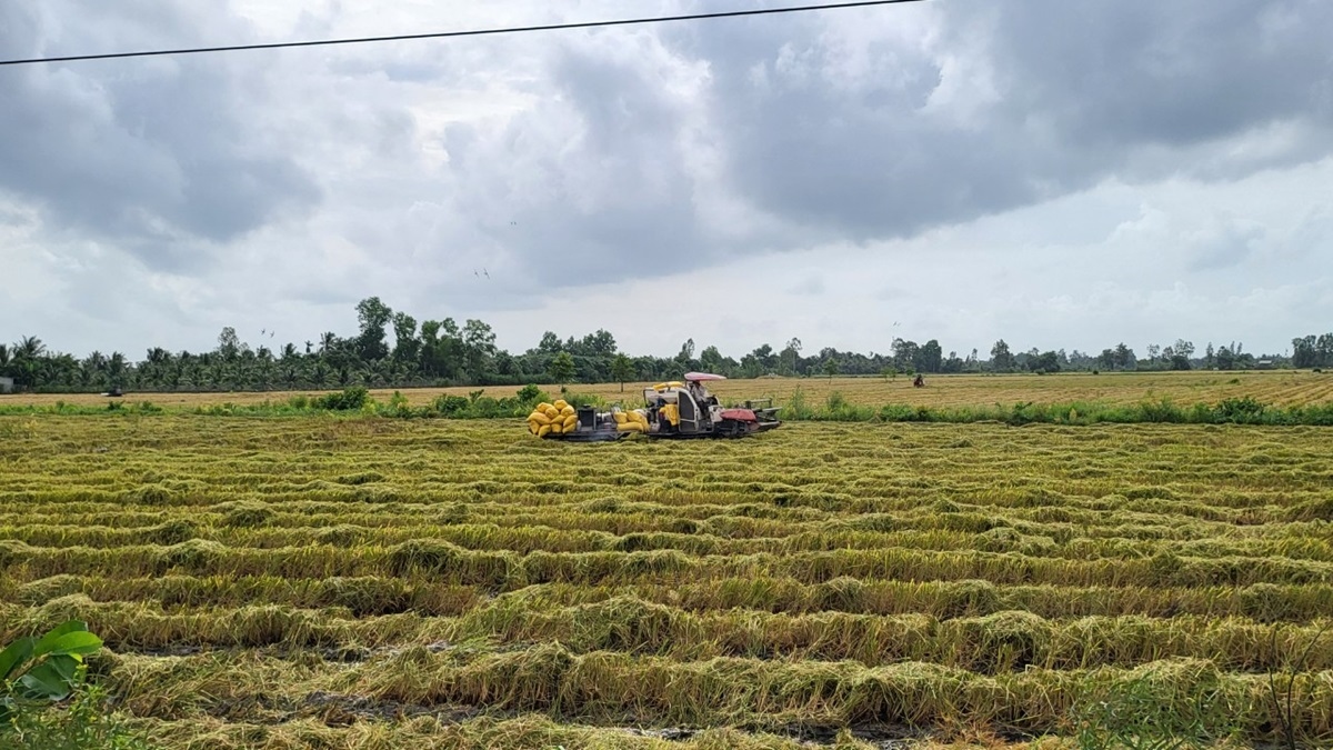 Nông dân ĐBSCL trúng mùa, trúng giá vụ lúa Đông Xuân