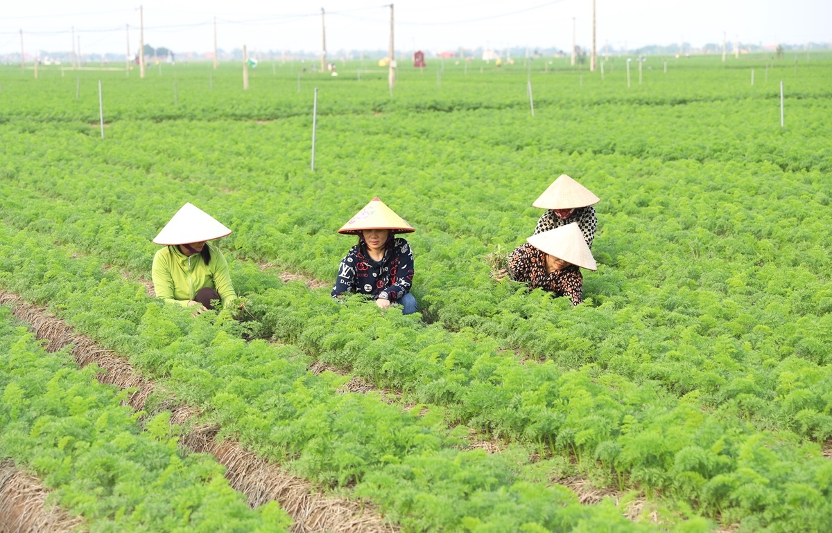 Làm nông nghiệp sạch – Thay đổi tư duy sản xuất của người dân