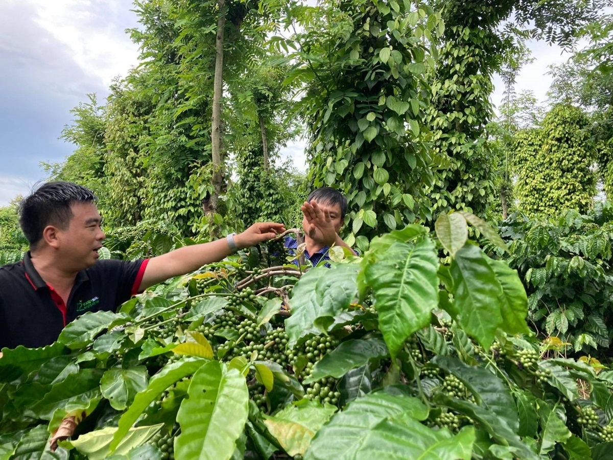 Giá cà phê hôm nay 9/7: Giá cà phê Robusta và Arabica tăng mạnh