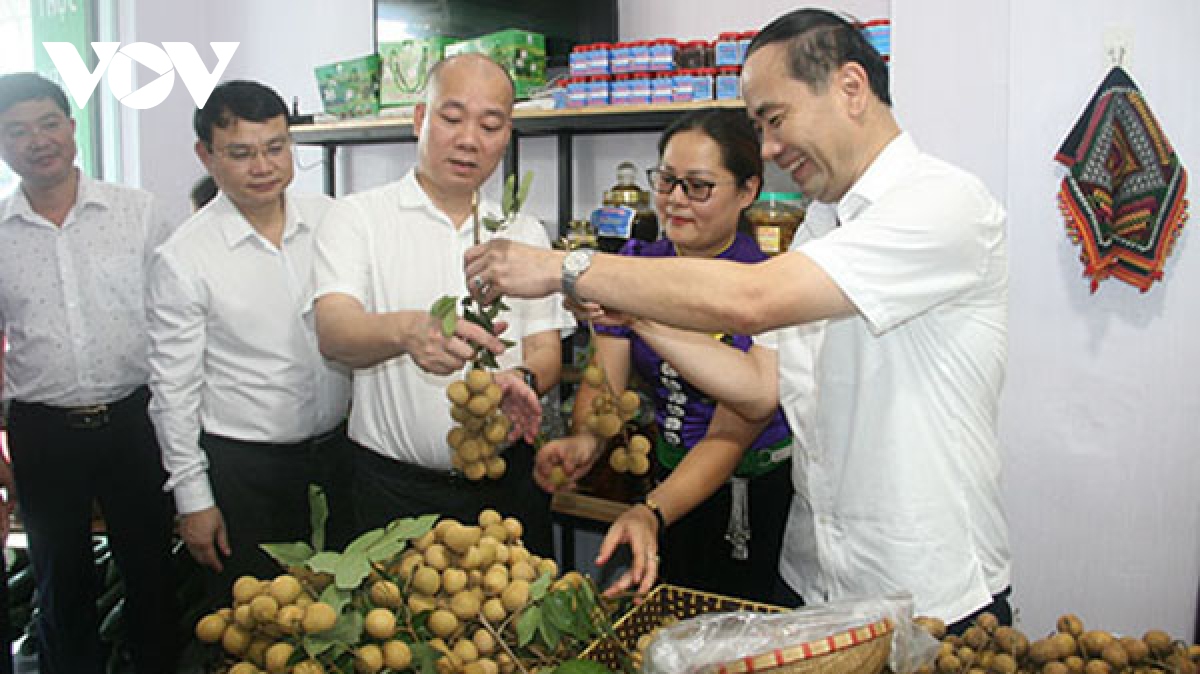 Sơn La phát triển cây ăn quả trên đất dốc, chủ trương hợp lòng dân