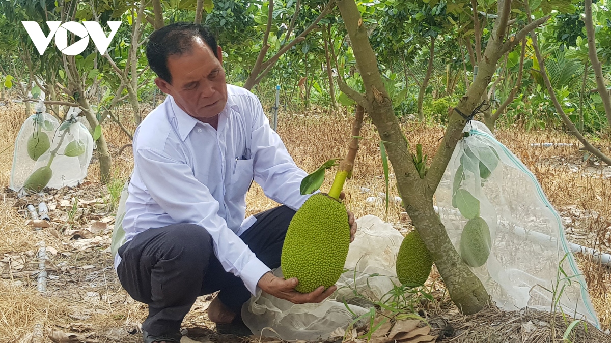 "Lão nông" ở Long An làm giàu từ cây lúa trên đất phèn