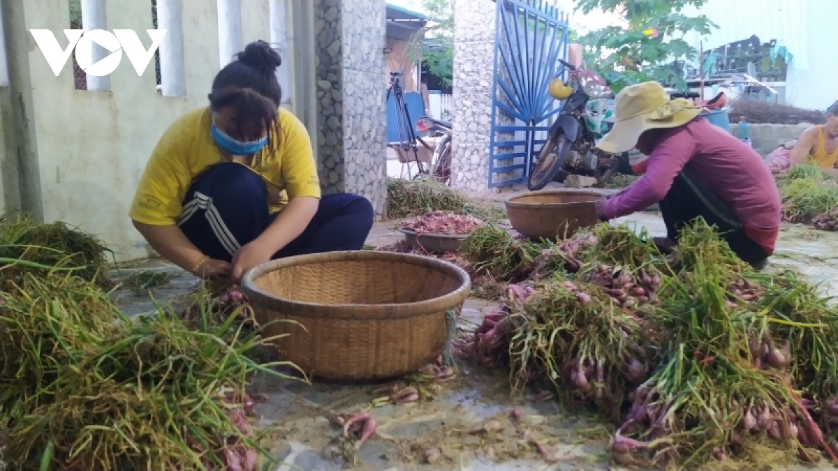 Nông dân Lý Sơn thu hoạch sớm vụ hành Thu Đông