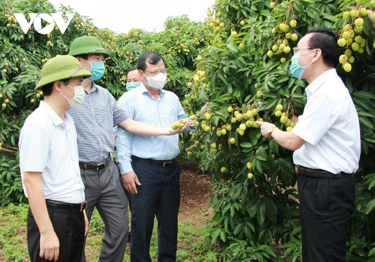 Khơi thông đầu ra cho vải thiều Bắc Giang