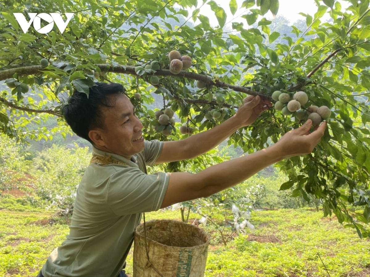 Bỏ ngô, trồng mận chín sớm, chín muộn - Nông dân Phiêng Khoài làm giàu