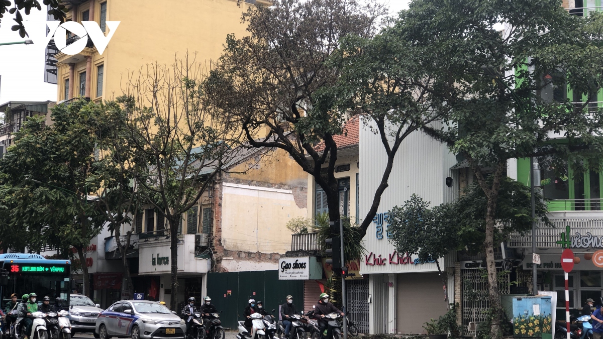 Cây xanh 80 tuổi ở trung tâm Thủ đô nghi bị đầu độc hoá chất
