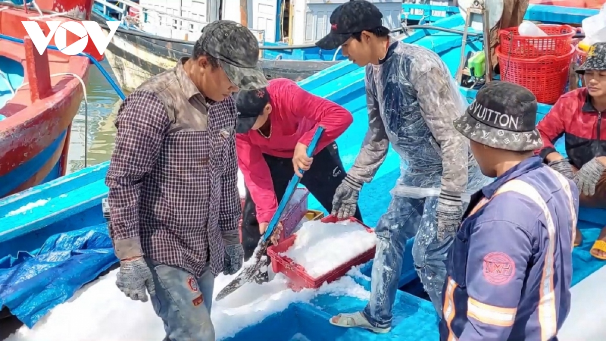 Ngư dân Phú Yên mở biển khai thác cá ngừ đại dương