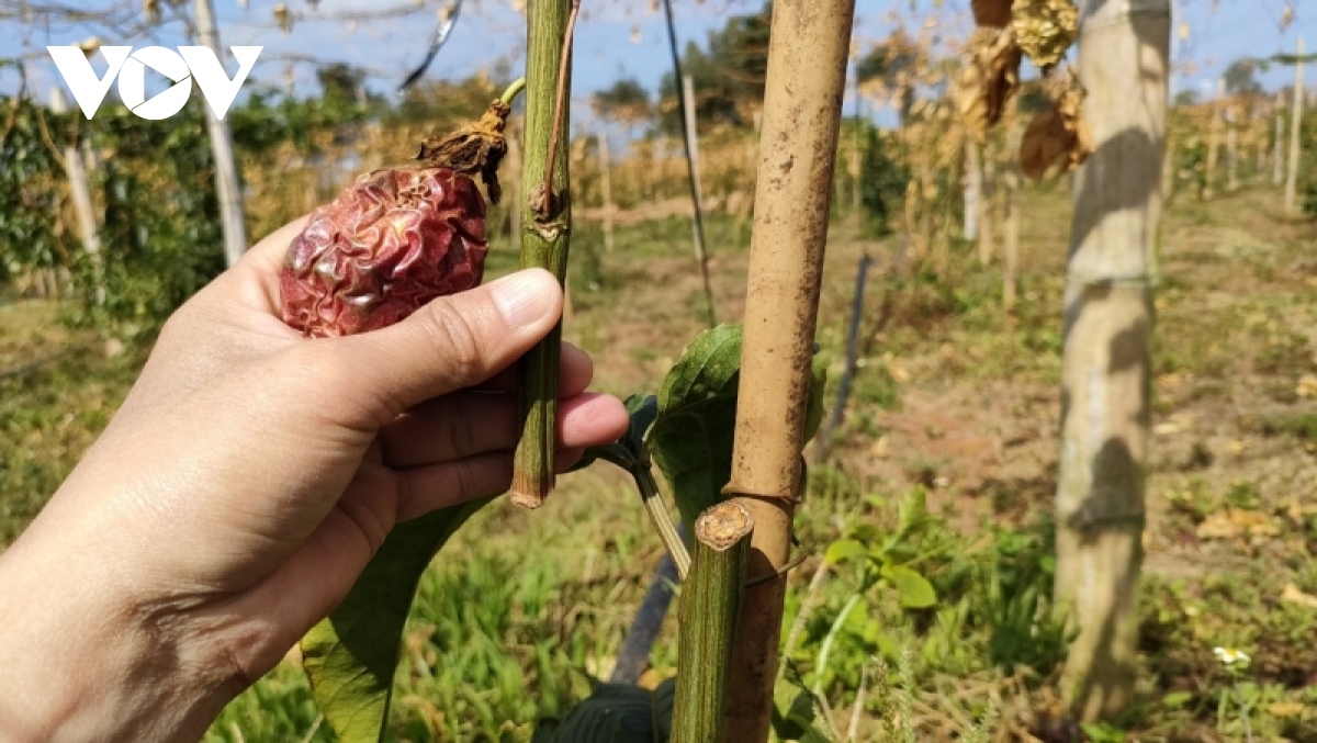 Vườn chanh dây hàng trăm triệu đồng bị kẻ xấu phá hoại