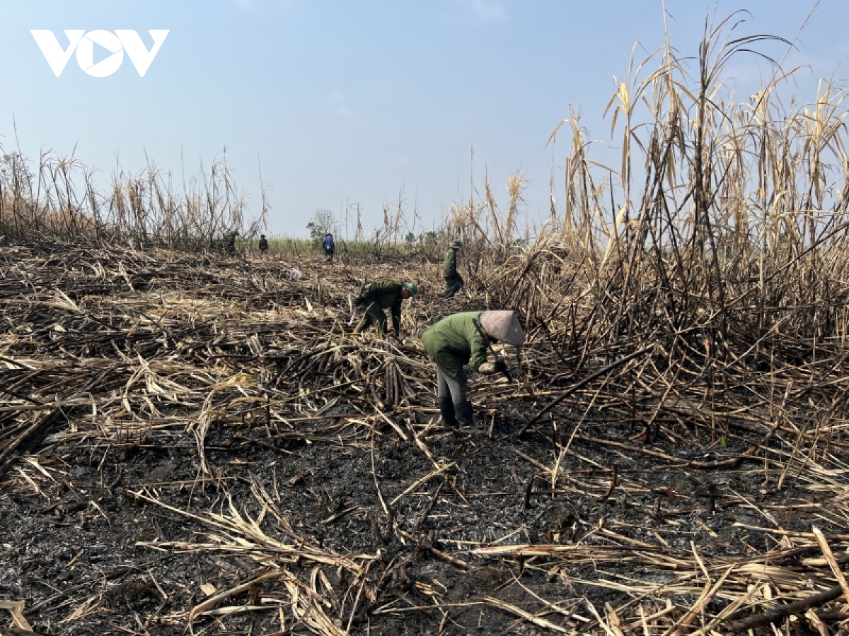 Liên tục xảy ra cháy mía, nông dân Gia Lai như "ngồi trên đống lửa"
