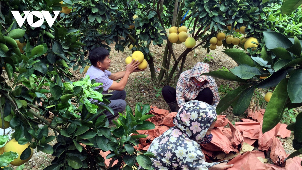 Sơn La xoá nghèo nhờ Nghị quyết về nông nghiệp