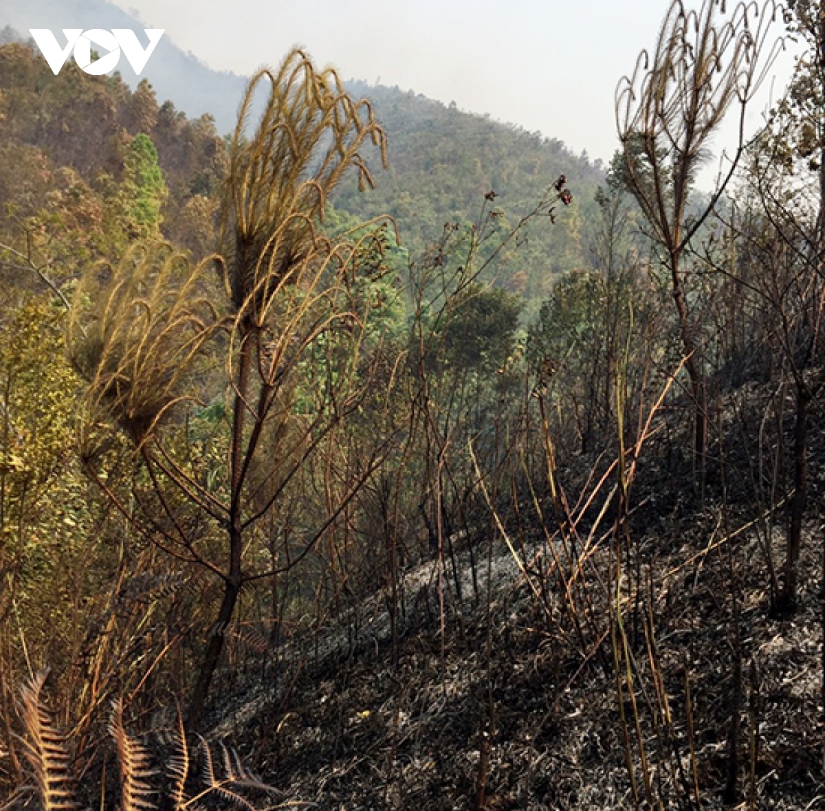 Mộc Châu thiệt hại hơn 6 ha rừng do cháy