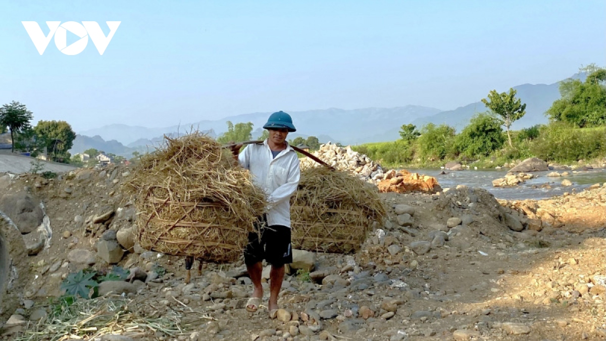 Nông dân miền núi Sơn La ứng phó với nắng nóng, khô hạn