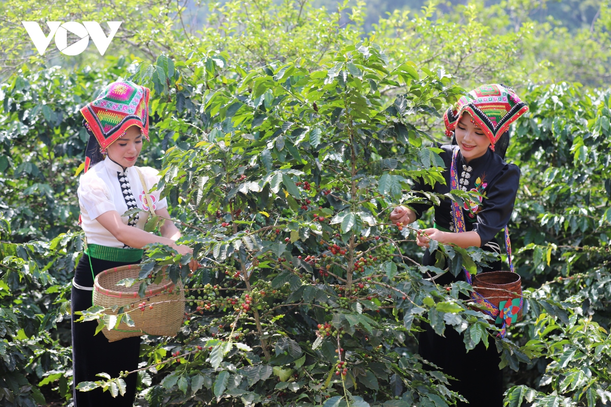 Lễ hội cà phê lần thứ nhất tại Sơn La sẽ diễn ra vào tháng 10