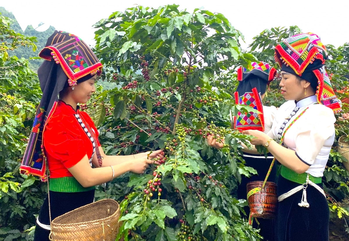 Arabica Sơn La – hương vị núi rừng Tây Bắc