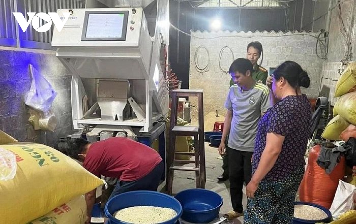 Lật tẩy chiêu trò hô biến loại gạo nổi tiếng nhất Lào Cai thành màu xanh