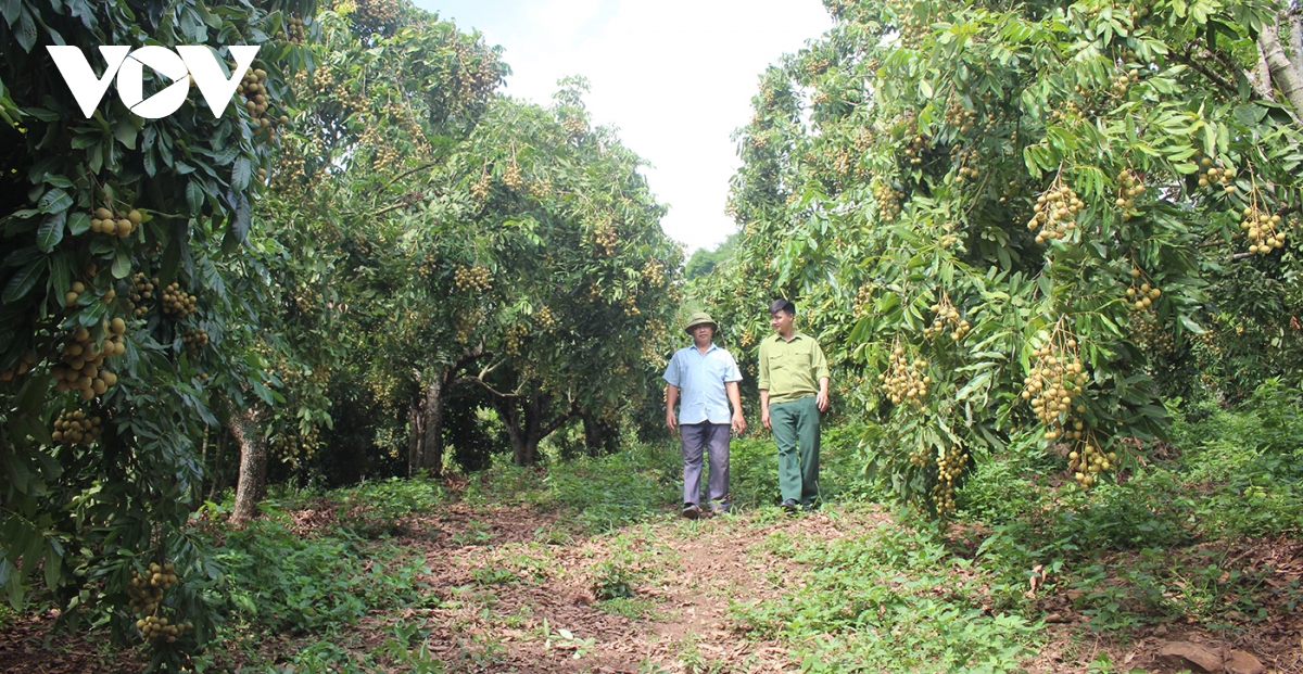 Quả ngọt bên dòng sông Mã giúp bà con vùng cao Sơn La phát triển kinh tế