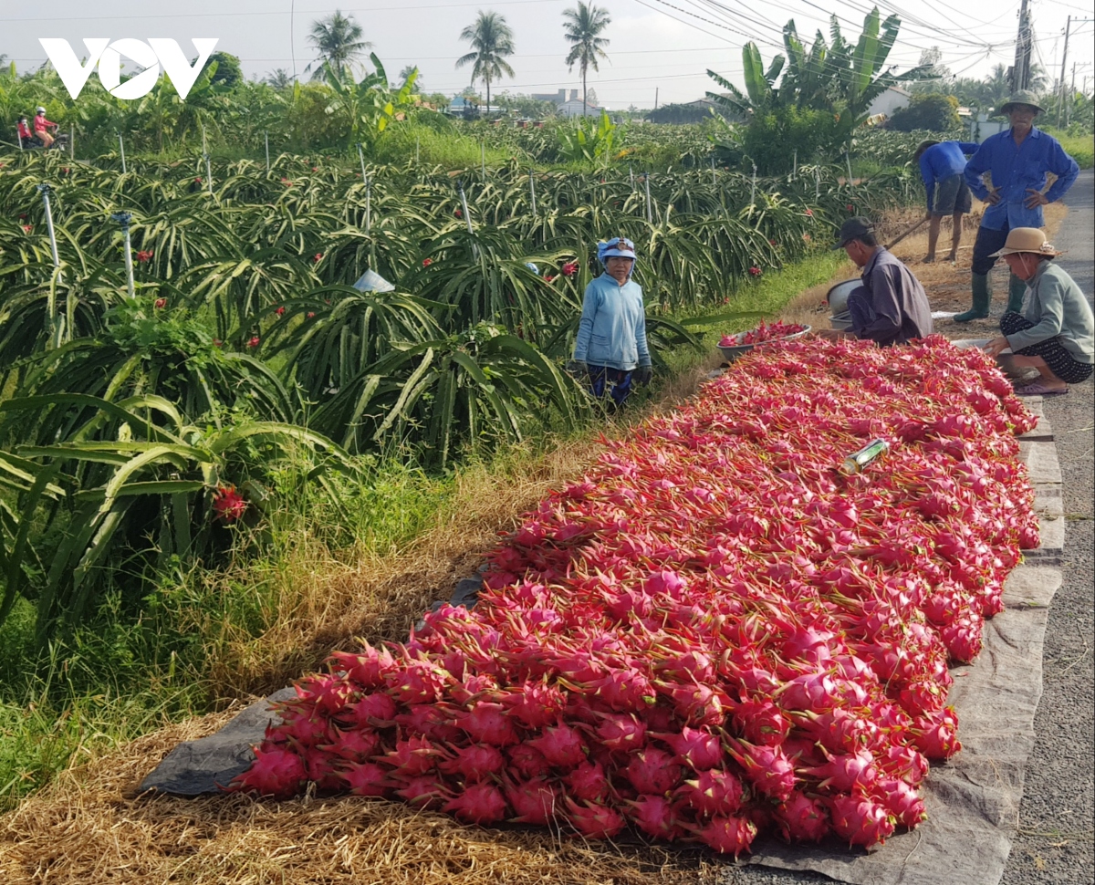 Tiền Giang: HTX nông nghiệp tăng về số lượng nhưng chất lượng chưa ổn định