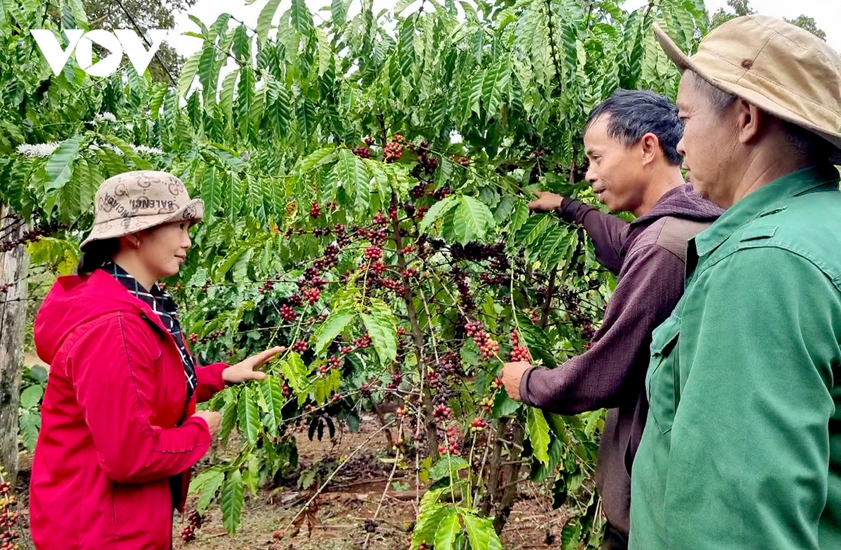 Người Dao ở Cư Suê làm giàu nhờ thay đổi tư duy sản xuất