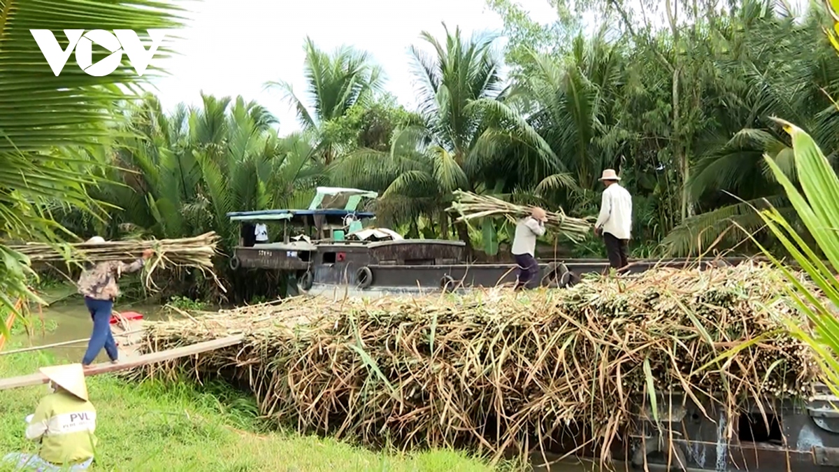 Người trồng mía ở Trà Vinh được mùa, trúng giá