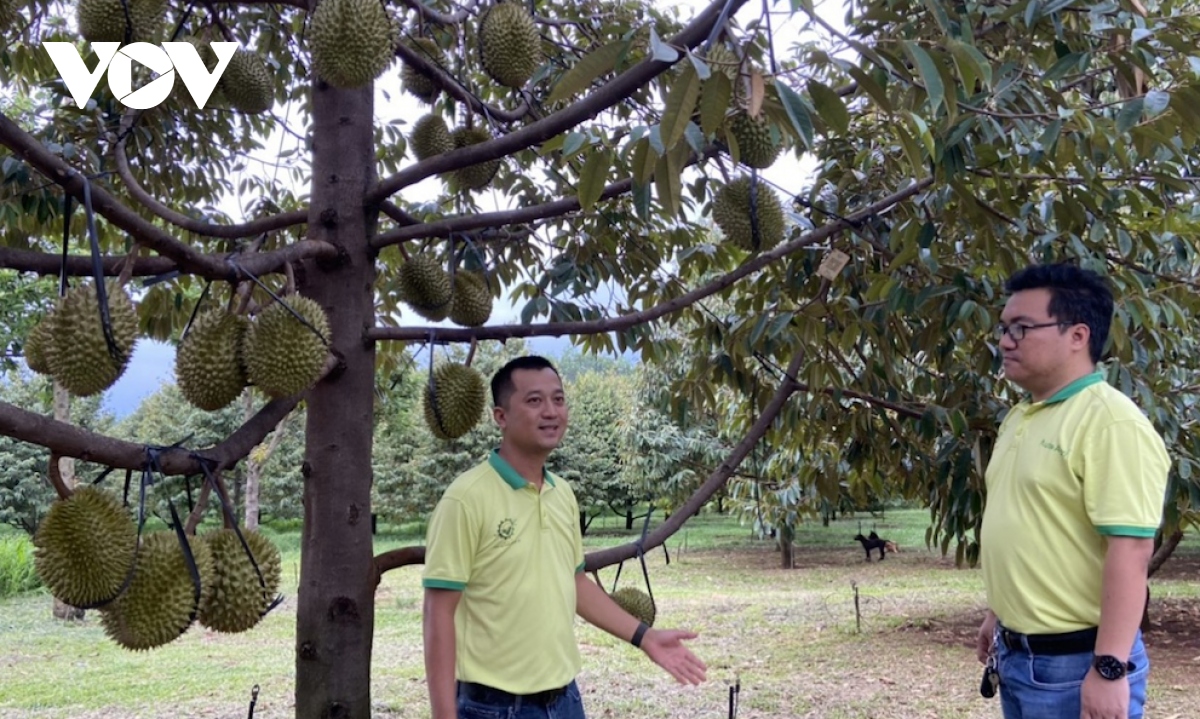 Sẽ có nhiều triệu phú sầu riêng ở Đồng Nai