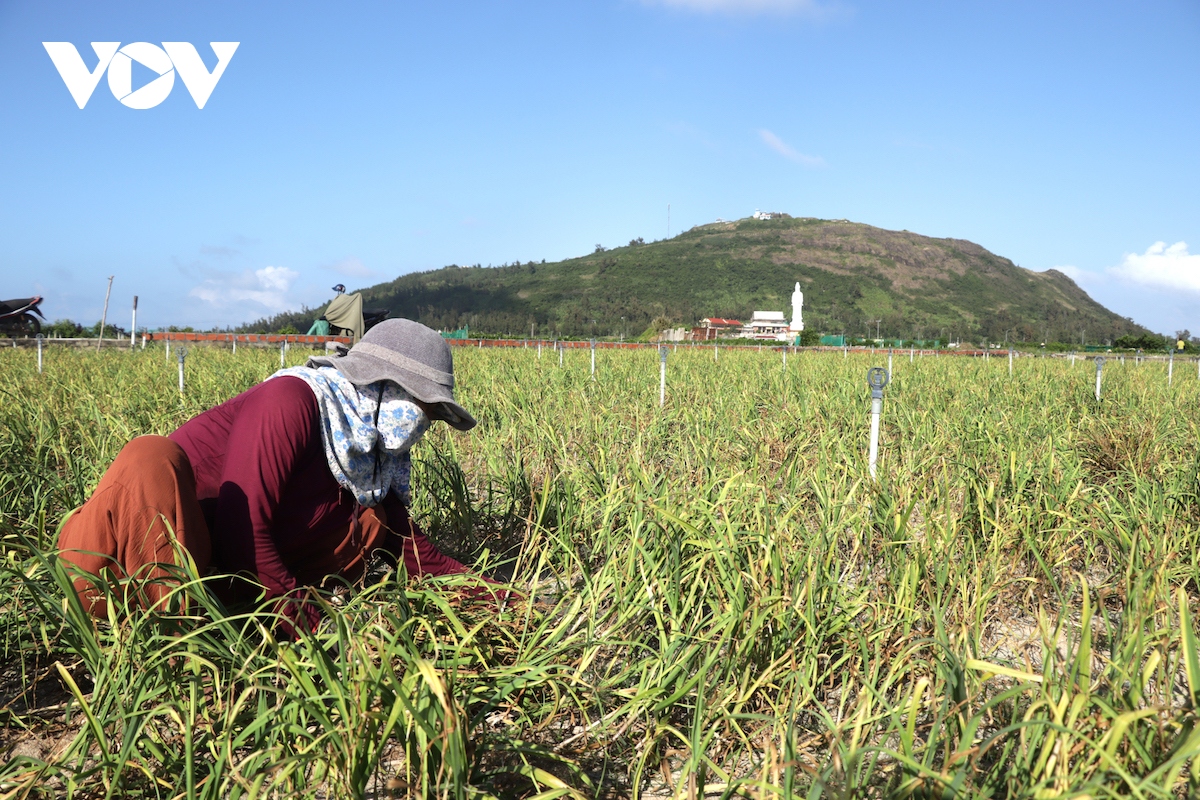 Nông dân Lý Sơn thu hoạch tỏi đông xuân: Năng suất không cao, giá thấp