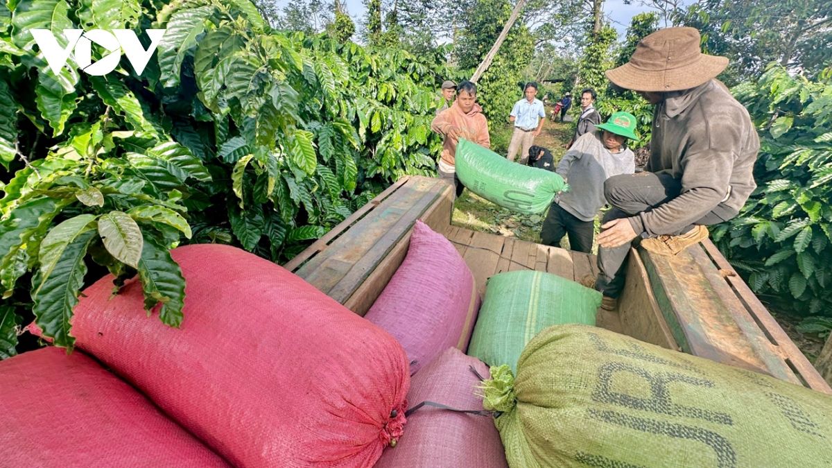 Giá cà phê liên tục tăng cao lại khiến cả chuỗi cung ứng... lao đao