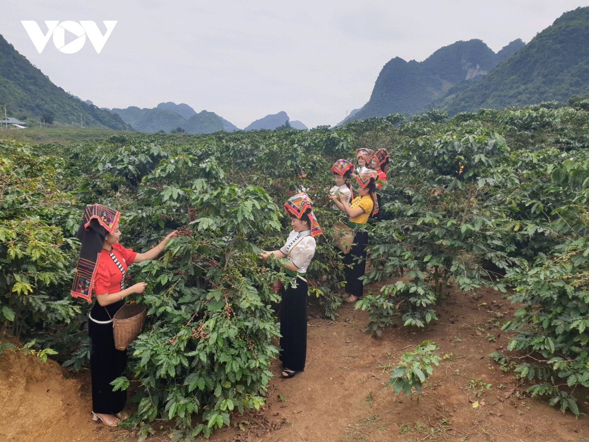 Tăng cường sinh kế cho phụ nữ dân tộc thiểu số trồng cà phê ở Sơn La