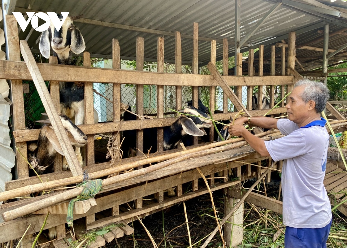 Vũng Tàu khuyến khích chăn nuôi theo chuỗi, quy mô trang trại tập trung