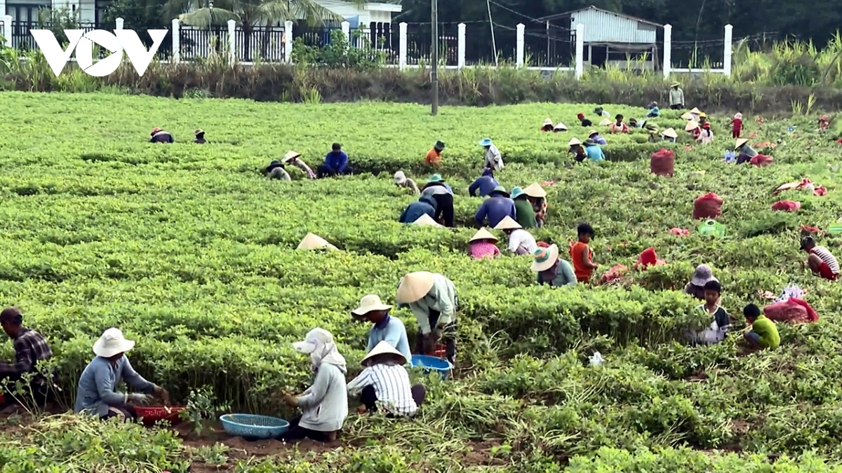 Nông dân Trà Vinh thu 50 triệu đồng/ha đậu phộng sau 2 tháng canh tác