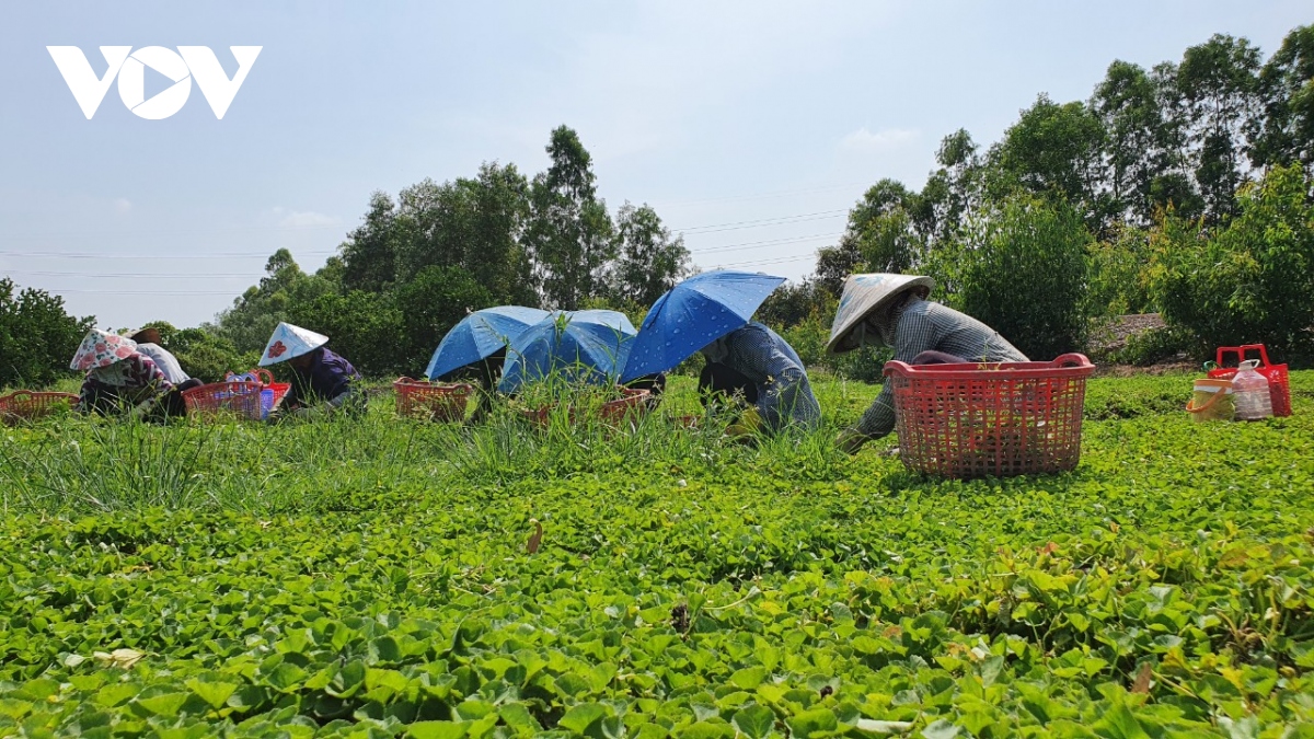 TP.HCM sẽ không còn vườn chuyên canh rau trong nội đô từ 2030