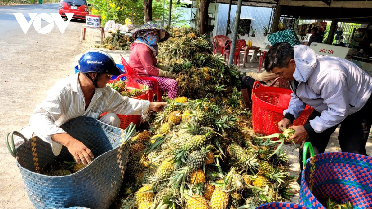 Tiền Giang thoát hạn mặn, cánh đồng khóm Tân Phước trúng mùa