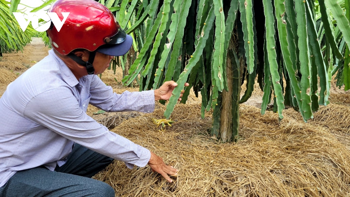 Thanh long tăng giá, nhà vườn ngày đêm canh giữ cây