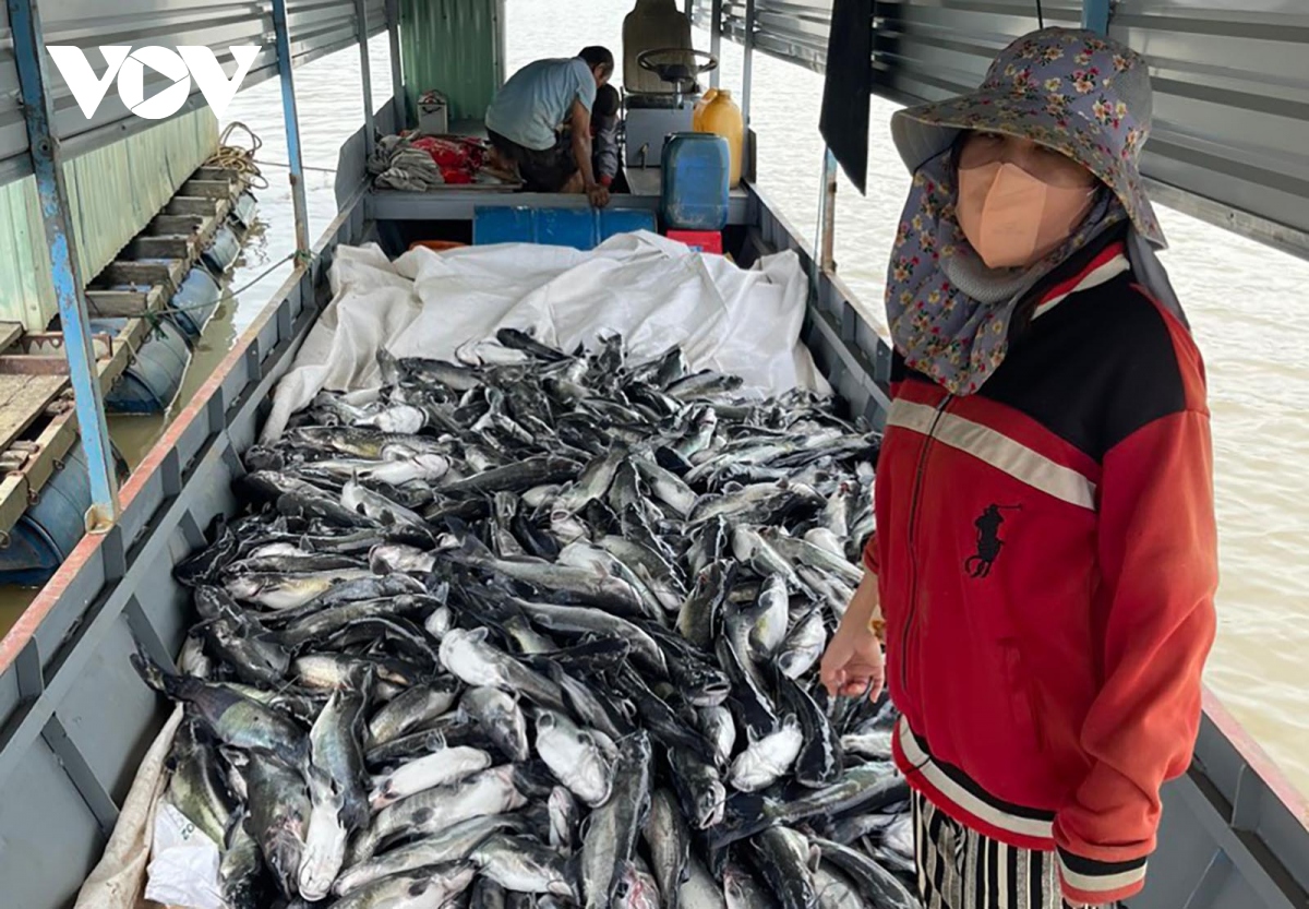 25 tấn cá nuôi tại hồ thuỷ điện Yaly chết bất thường, dân thiệt hại tiền tỷ
