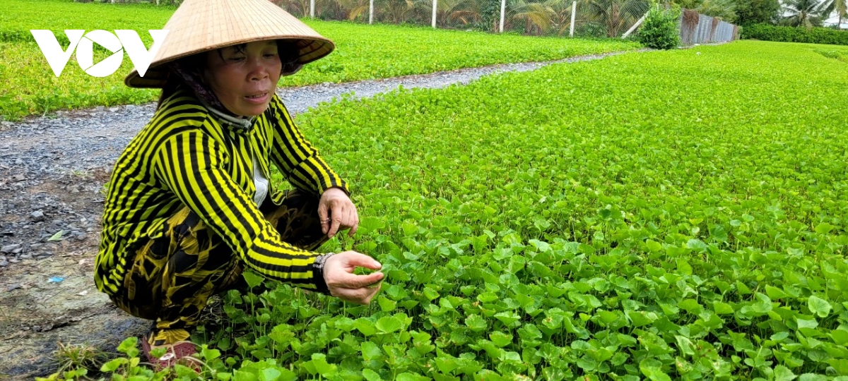 Vụ rau màu đầu mùa ở Tiền Giang mưa sốt giá nhưng khó trồng