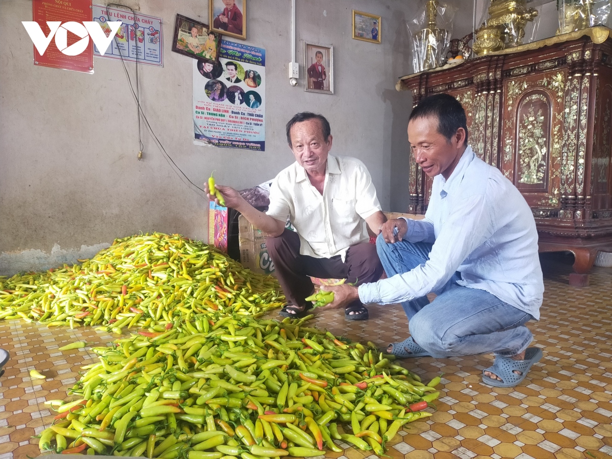 Hoa màu giá cao, nông dân phấn khởi lãi lớn